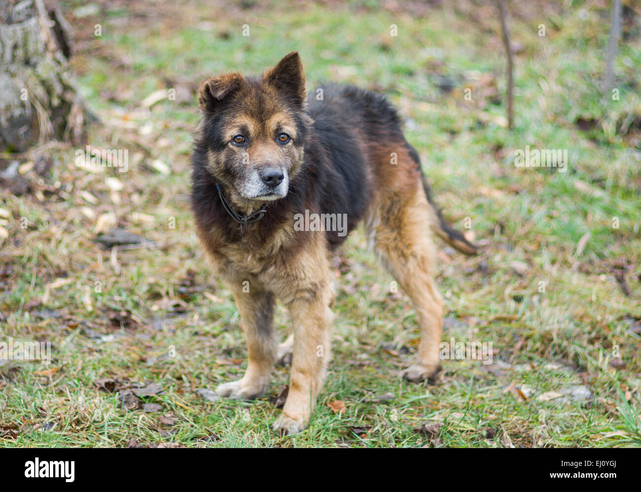 Ritratto di adorabile croce-cane di razza cercando seriamente. Foto Stock