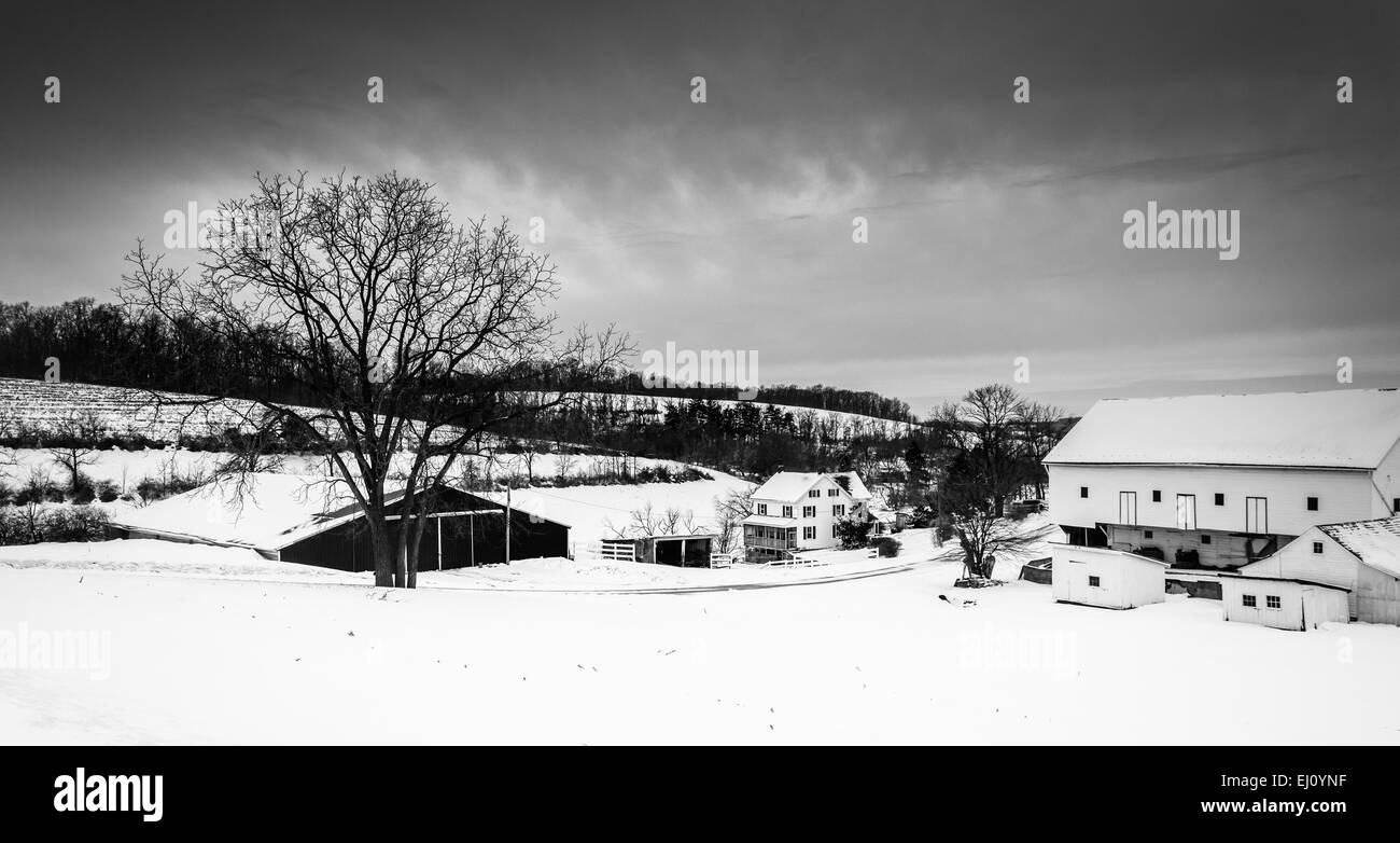 Vista invernale di fienili e di un albero in una fattoria rurale della contea di York, Pennsylvania. Foto Stock