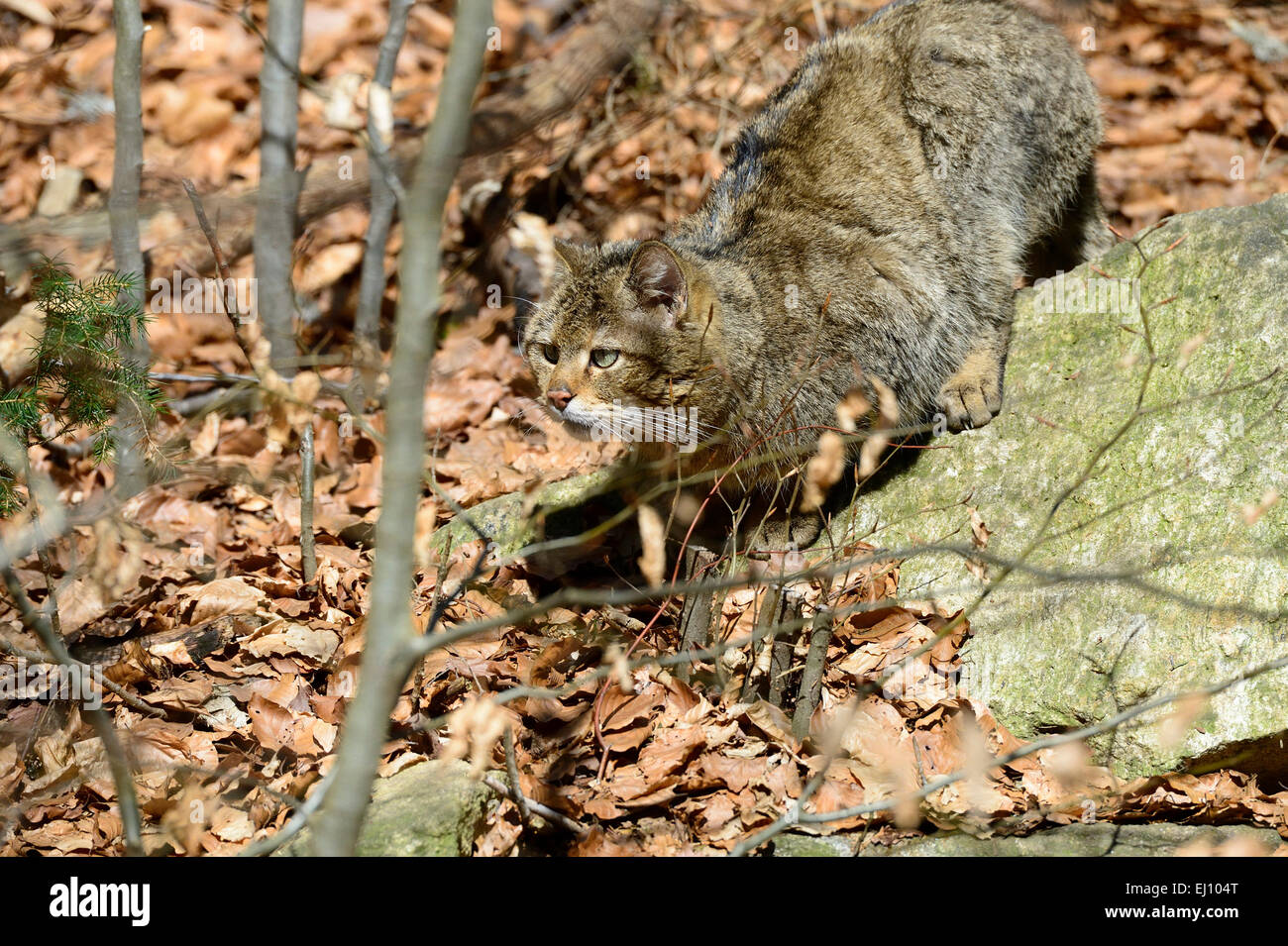 Wildcat, predator, gatti piccoli, gatti,, gatti selvatici, Felis silvestris wildcats, predatori, Germania, Foto Stock