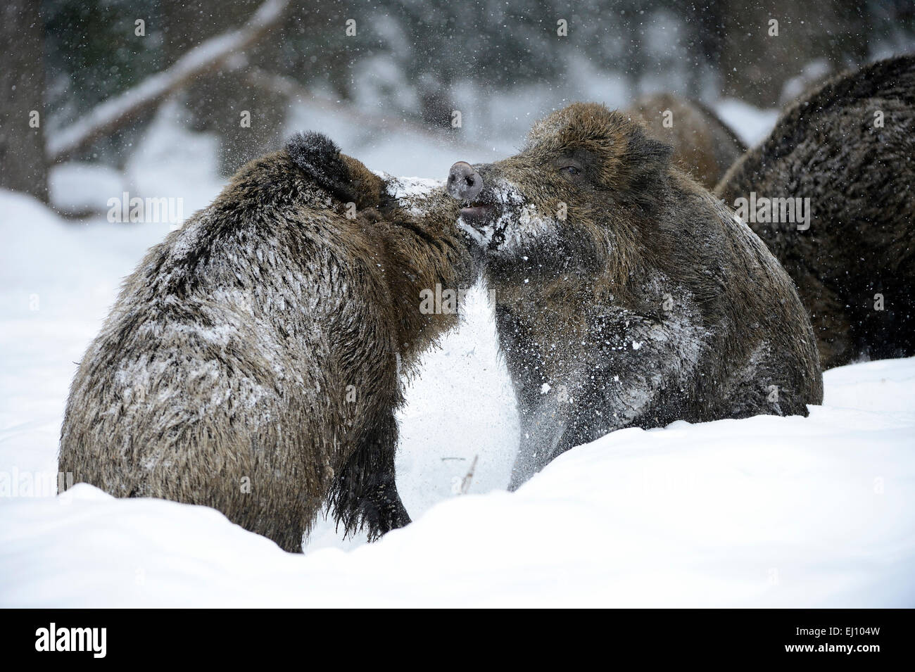 Il cinghiale Sus scrofa scrofa, scrofa, cinghiali, gioco nero, nero soprabito, suini, suini, Vertebrati, Mammiferi, suini reale, Germania, Foto Stock