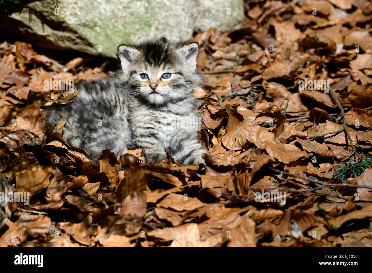 Wildcat, predator, gatti piccoli, gatti,, gatti selvatici, Felis silvestris wildcats, predatori, Germania, giovani, Foto Stock