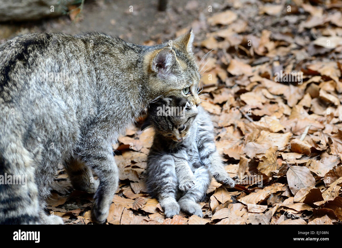 Wildcat, predator, gatti piccoli, gatti,, gatti selvatici, Felis silvestris wildcats, predatori, Germania, giovani, Foto Stock