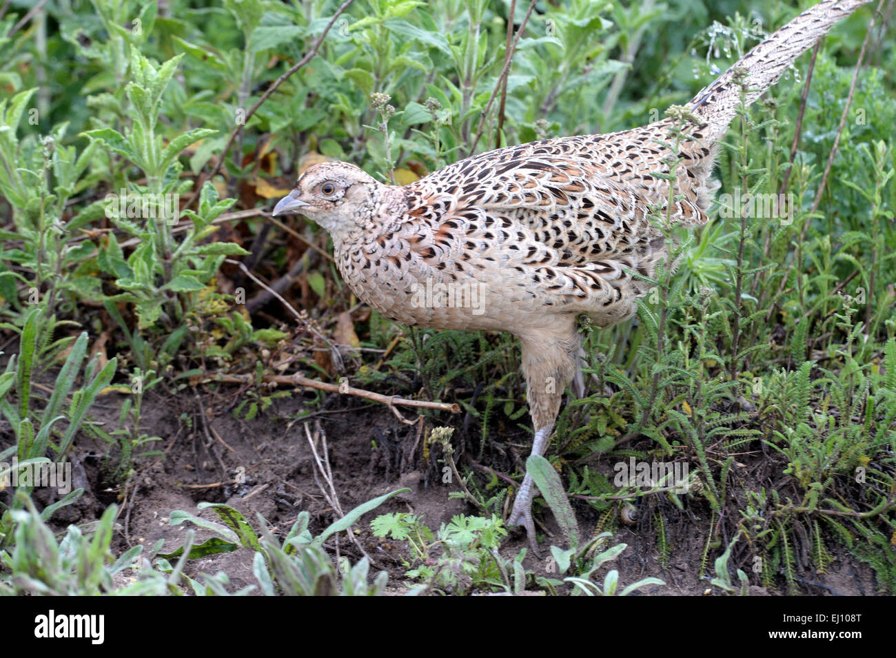 Il fagiano, la caccia fagiano, Germania, Phasianus colchicus mongolicus, pernici, fagiani, starne, caccia fagiano, Germania, Foto Stock