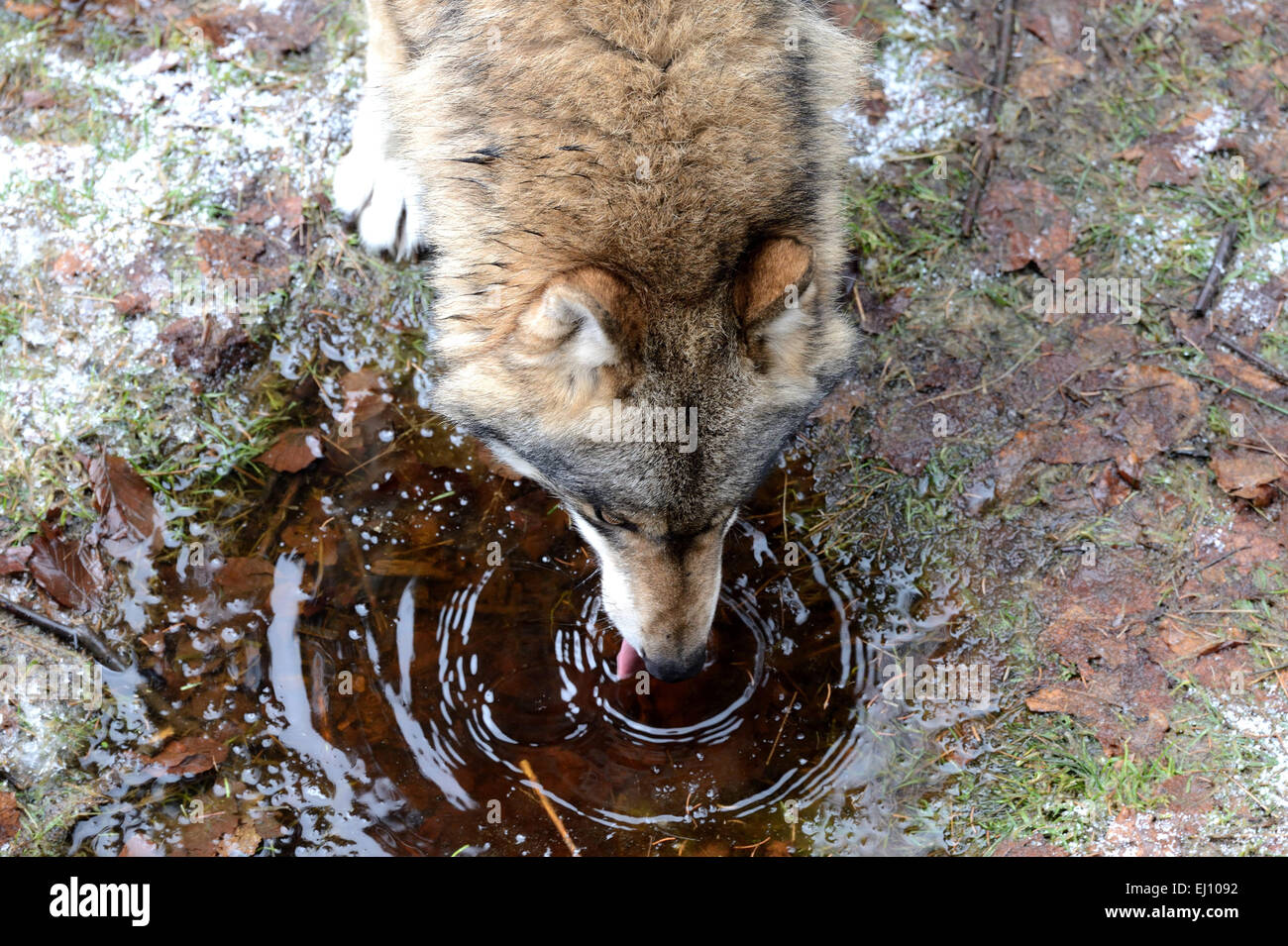 Canis lupus, canidi, European Wolf, Grauwolf, predatori, lupi, predator, Wolf, Canino, lupi, bere bevande, Foto Stock