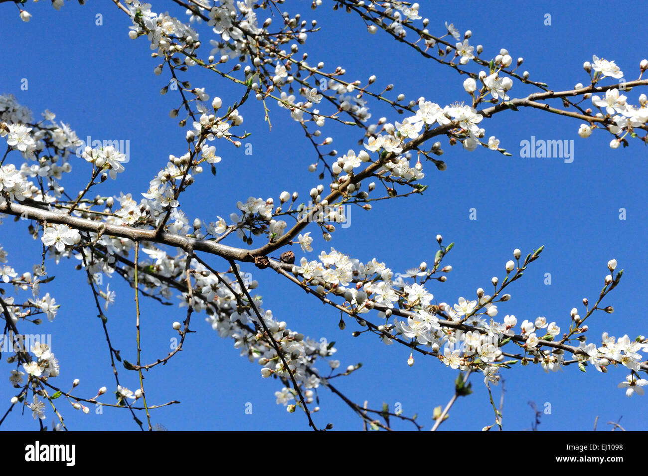Blossoms, fiorisce, tree blossom, molla, frutta a fiori, petali, blu, SA, Foto Stock