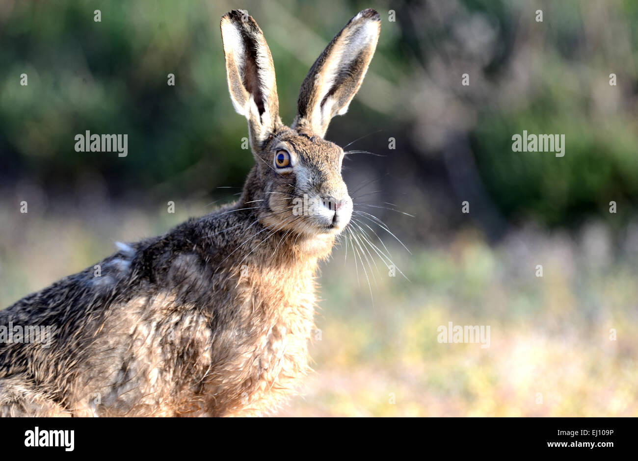 Lepre, coniglio, Lepus europaeus Pallas, campo lepre, il roditore, natura, animali selvatici, gioco, animale, Foto Stock