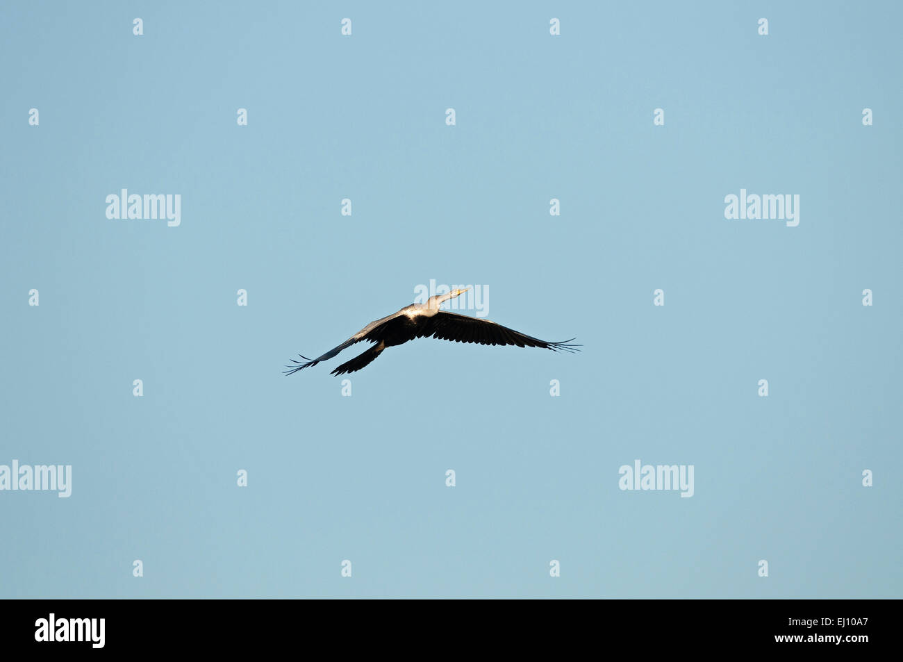 Oriental Darter, in volo, Thailandia, anhinga, bird, anhinga melanogaster Foto Stock