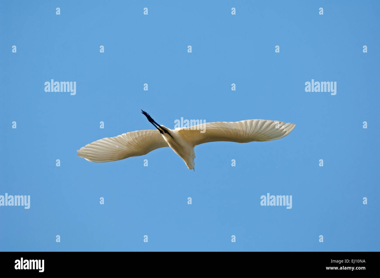 Garzetta intermedia, volo, garzetta, bird, wader, mesophoyx intermedia Foto Stock
