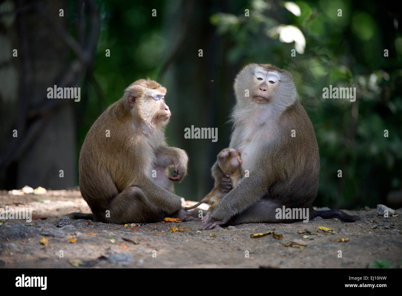 Maiale settentrionale coda Macaque, macaco femmine, baby, Thailandia, mammifero, scimmia, macaca leonina, giovani, famiglia, tenerezza Foto Stock
