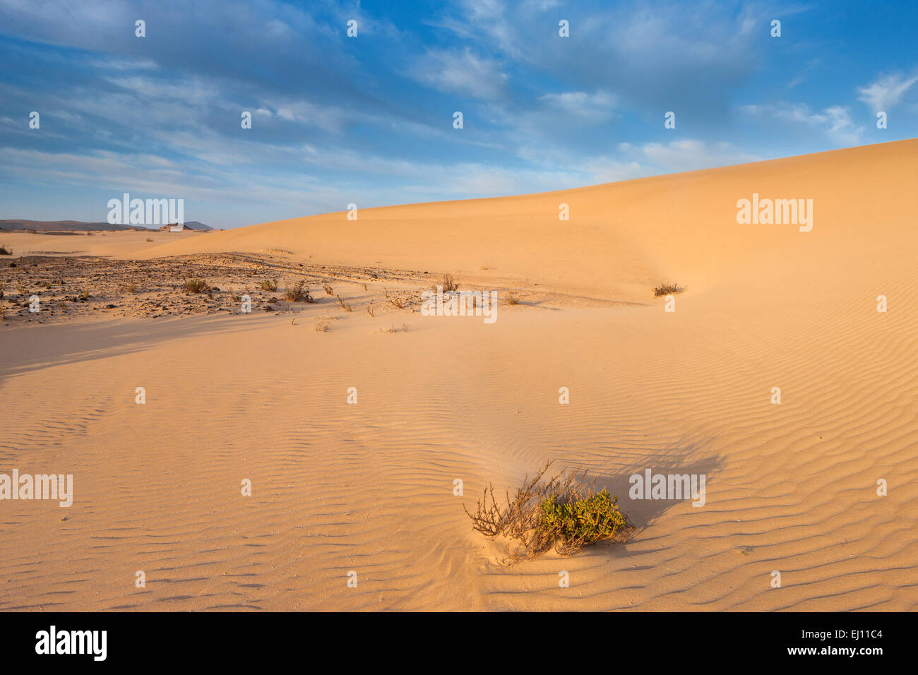 Parque Natural de Corralejo, parco, Spagna, Europa, isole canarie Fuerteventura, sabbia, dune Foto Stock