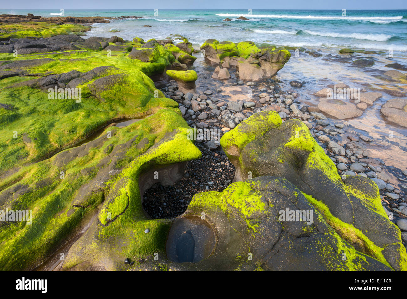 Playa del Castillo, Spagna, Europa, isole canarie Fuerteventura, costa, rock, Cliff, alghe Foto Stock