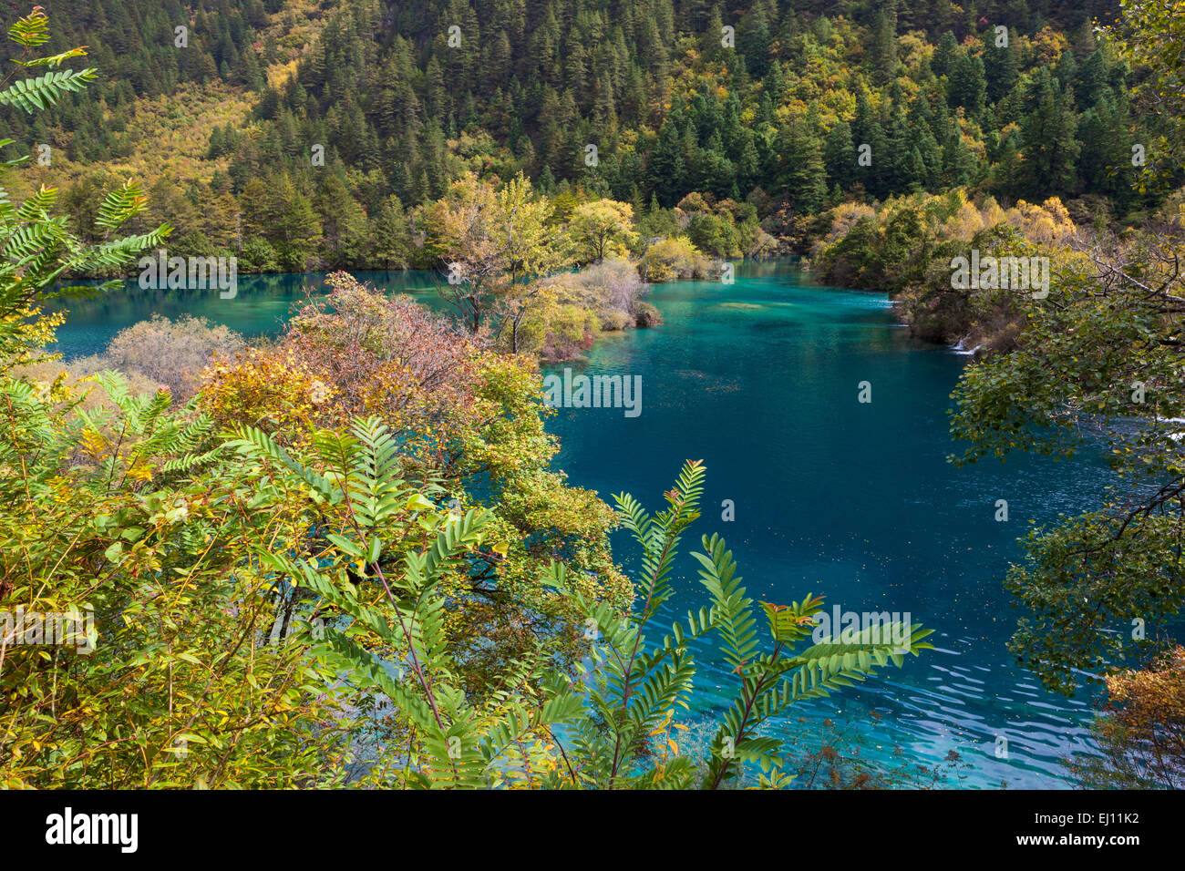 Jiuzhaigou, parco nazionale, scintillante lago, Cina, Asia, provincia, Sichuan, UNESCO World nature heritage, lago, tardo autunno, autu Foto Stock