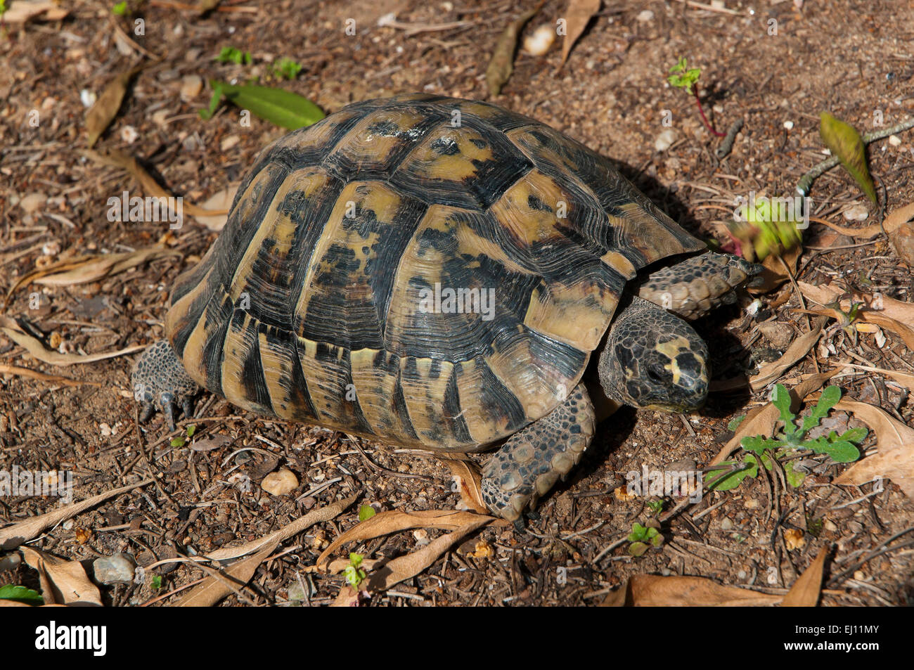 Sperone-thighed tortoise o tartaruga greca (Testudo graeca), regione dell'Andalusia, Spagna, Europa Foto Stock