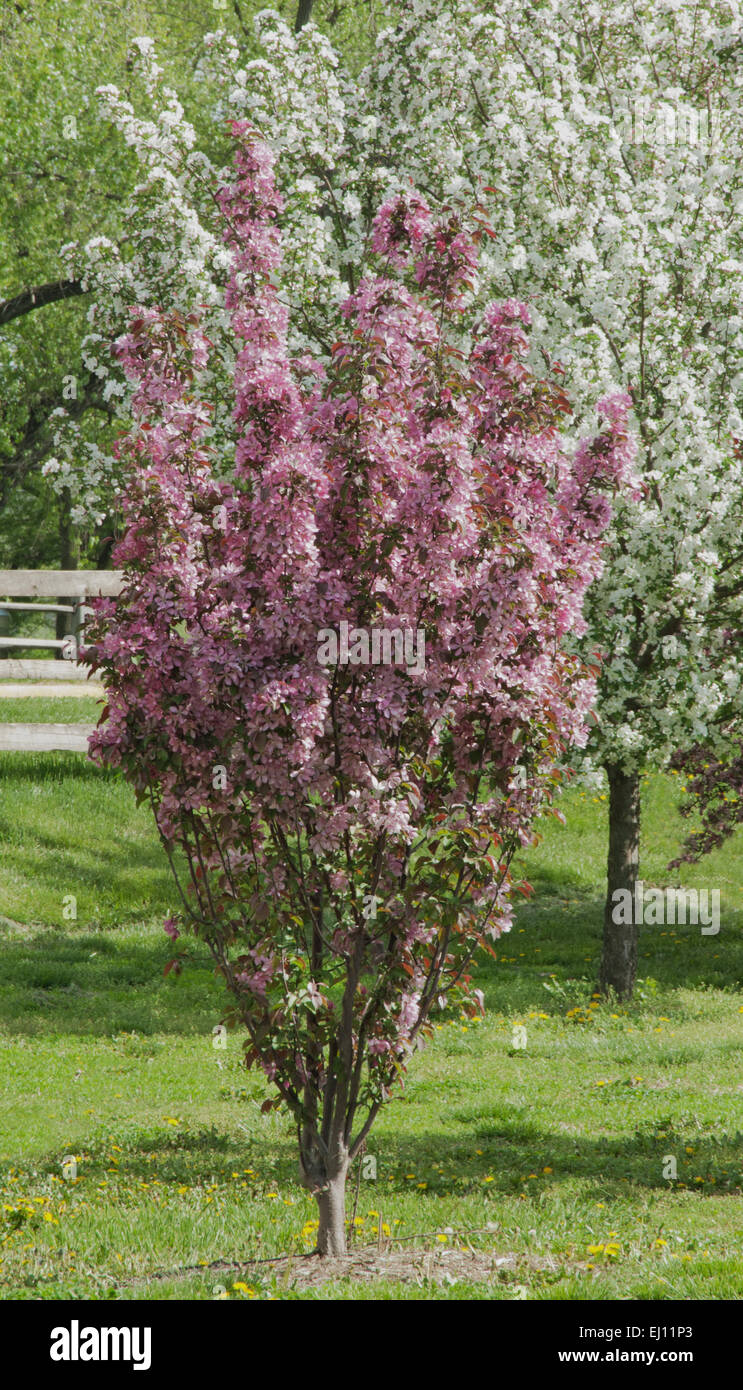 Malus ' gioire ' , fotografato all'Arie den Boer giardino di Des Moines, Iowa. Foto Stock