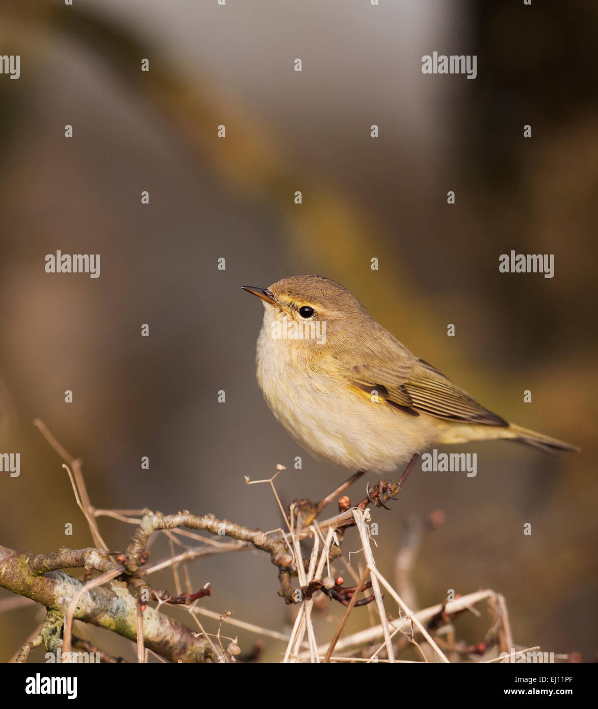 Chiffchaff, Phylloscopus collybita appollaiato sulla cima di siepe, Glousestershire Foto Stock