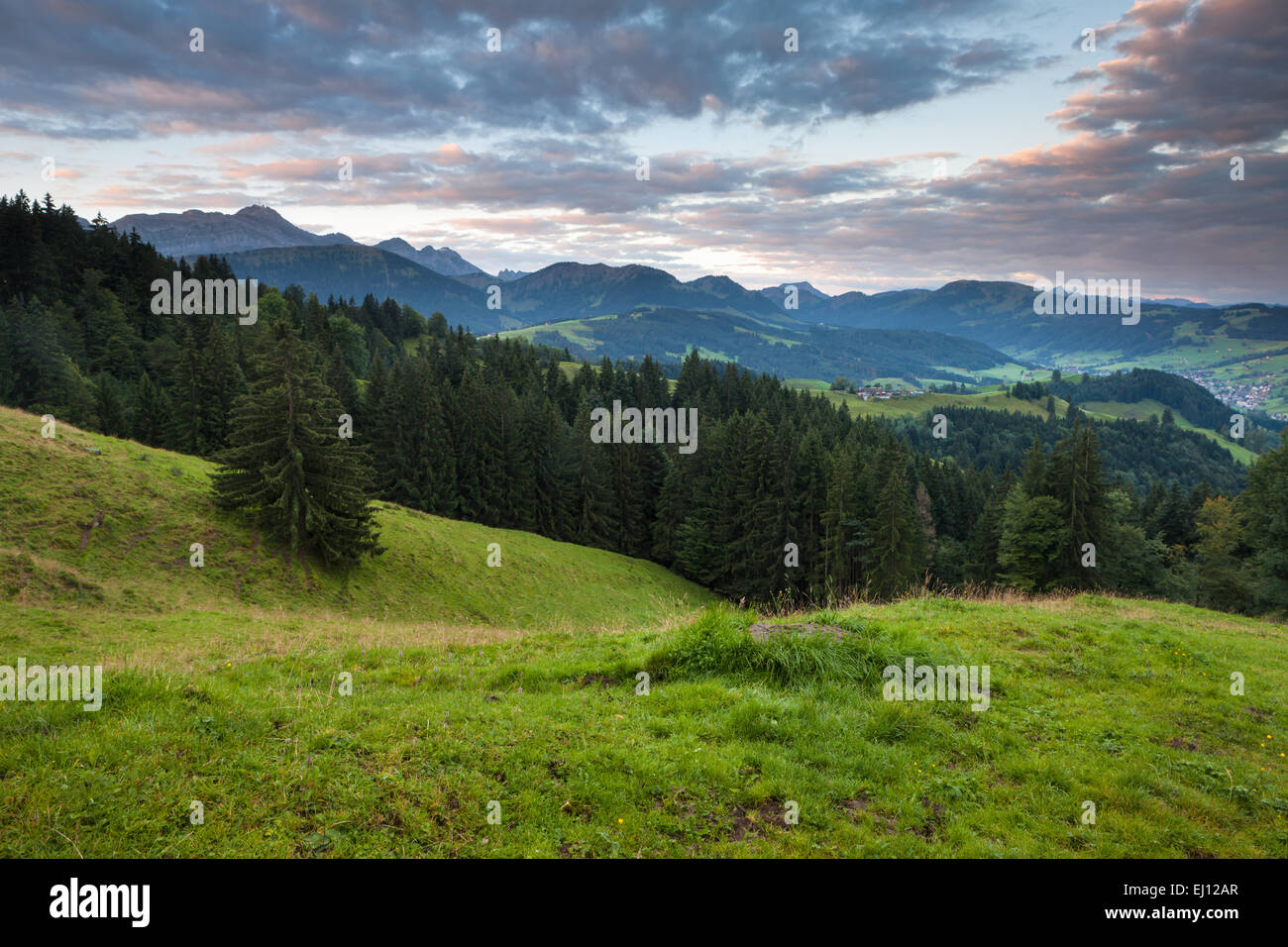 Vista, Hundwiler Höhe, altezza Hundwil, Svizzera, Europa, del cantone di Appenzell Ausserrhoden, legno, foresta, abeti rossi, la luce del mattino Foto Stock