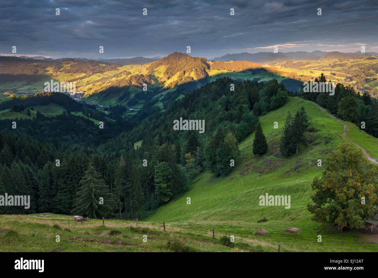 Vista, Hundwiler Höhe, altezza Hundwil, Svizzera, Europa, del cantone di Appenzell Ausserrhoden, legno, foresta, abeti rossi, Alp, mattina l Foto Stock