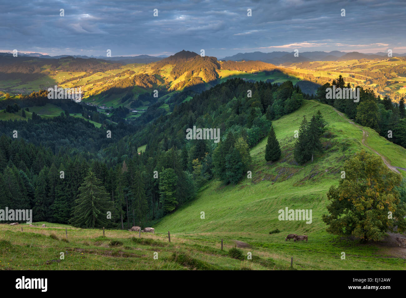 Vista, Hundwiler Höhe, altezza Hundwil, Svizzera, Europa, del cantone di Appenzell Ausserrhoden, legno, foresta, abeti rossi, Alp, mattina l Foto Stock