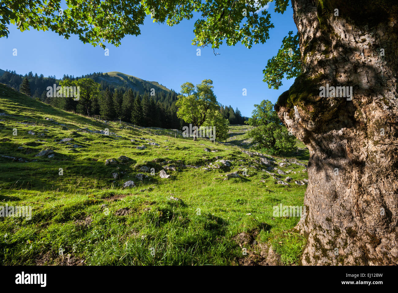 Breccaschlund, Svizzera, Europa, Canton Friburgo, Friburgo, Lago Nero area, alberi di acero Foto Stock