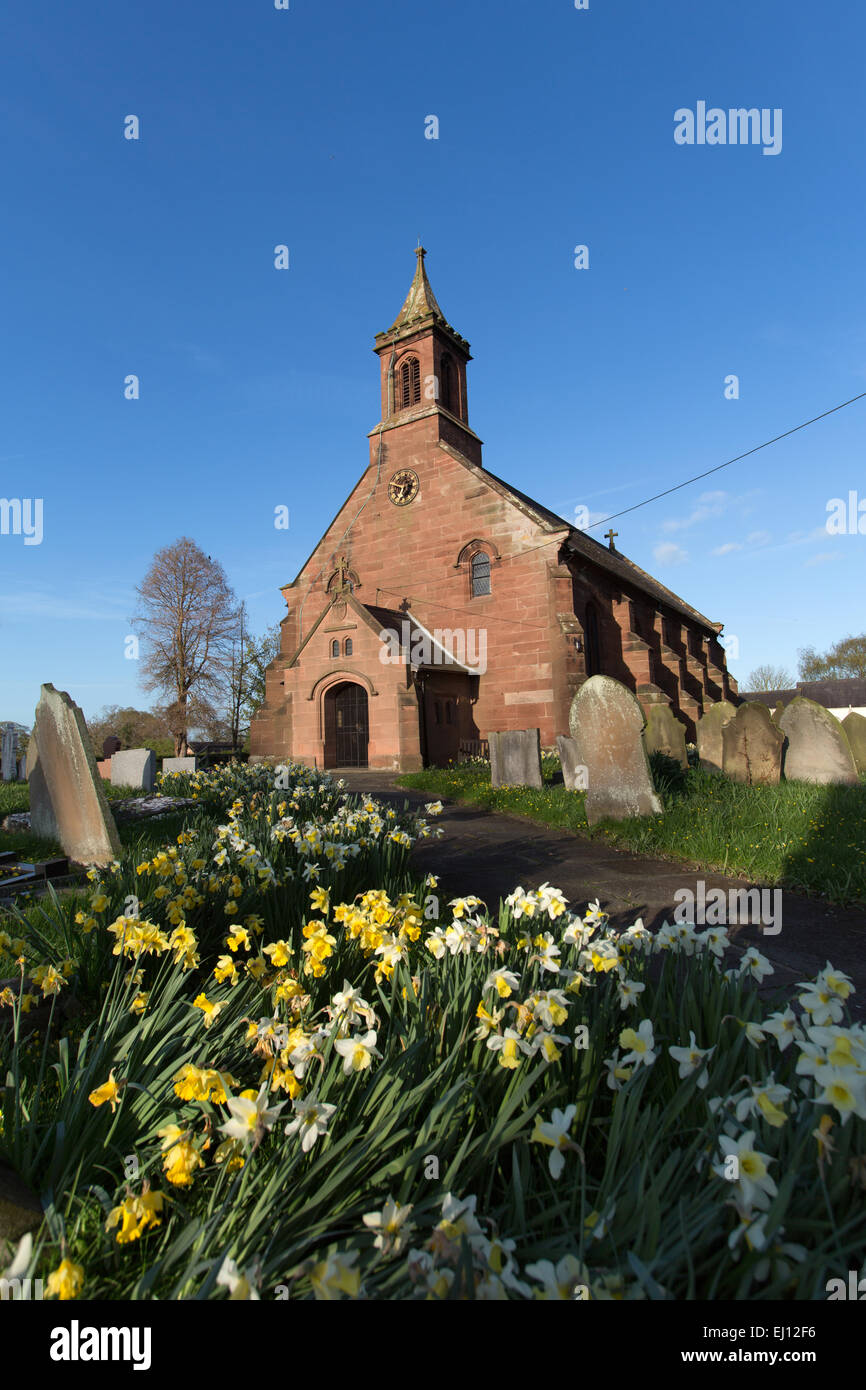 Villaggio di Coddington, Inghilterra. Vista la molla di narcisi davanti la chiesa di Saint Mary nel villaggio di Coddington. Foto Stock