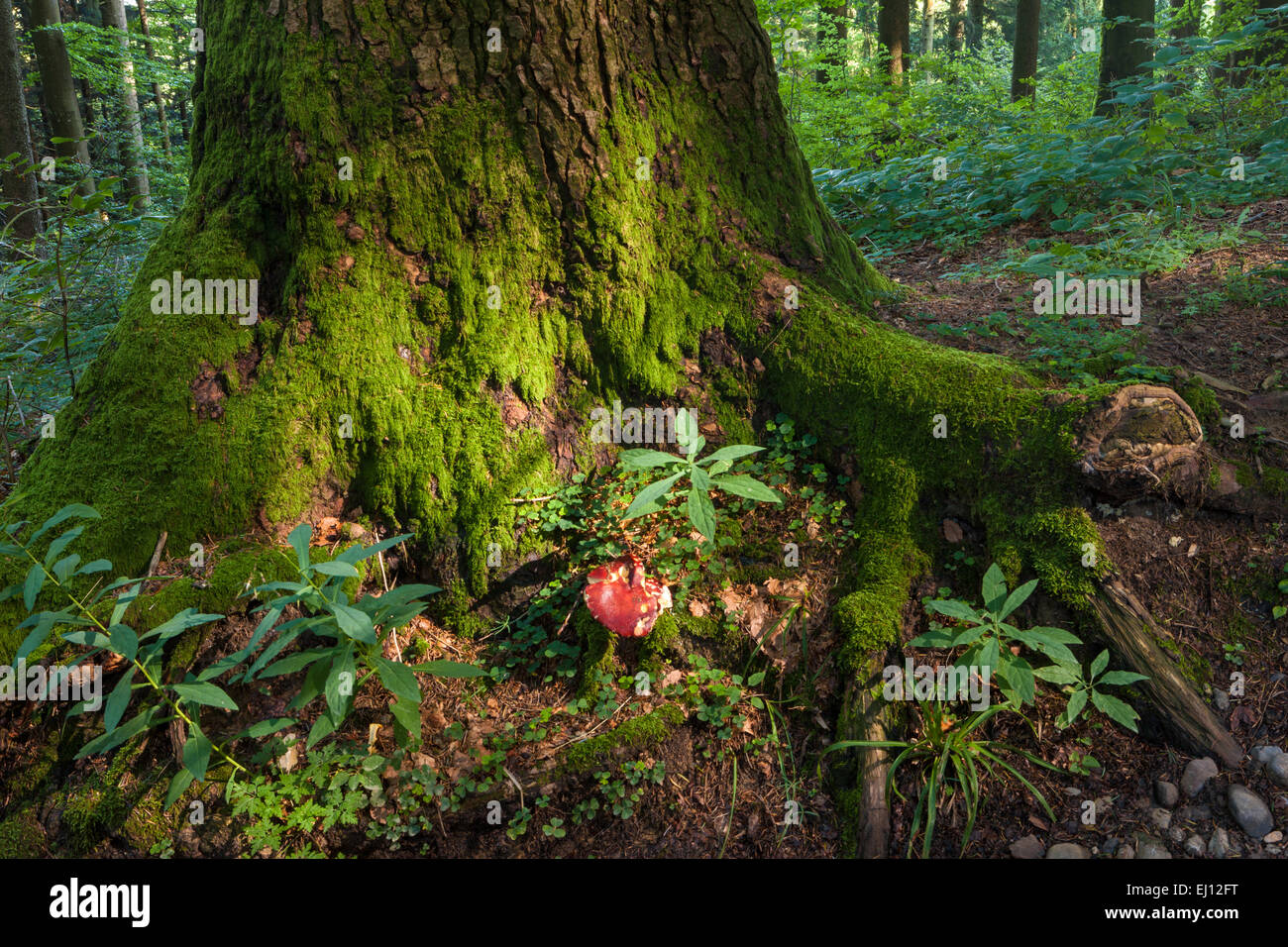 Hundwiler Höhe, altezza Hundwil, Svizzera, Europa, del cantone di Appenzell Ausserrhoden, legno, foresta, alberi, testa a fungo Foto Stock