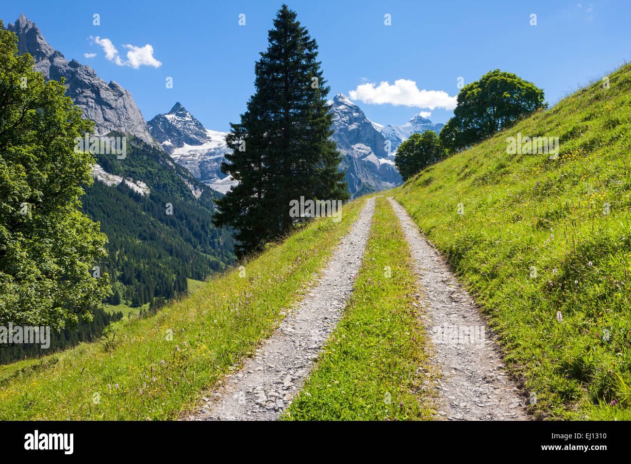 Valle di Rosenlaui, Svizzera, Europa, canton Berna Oberland Bernese, sicomori, abete rosso, titolo Foto Stock