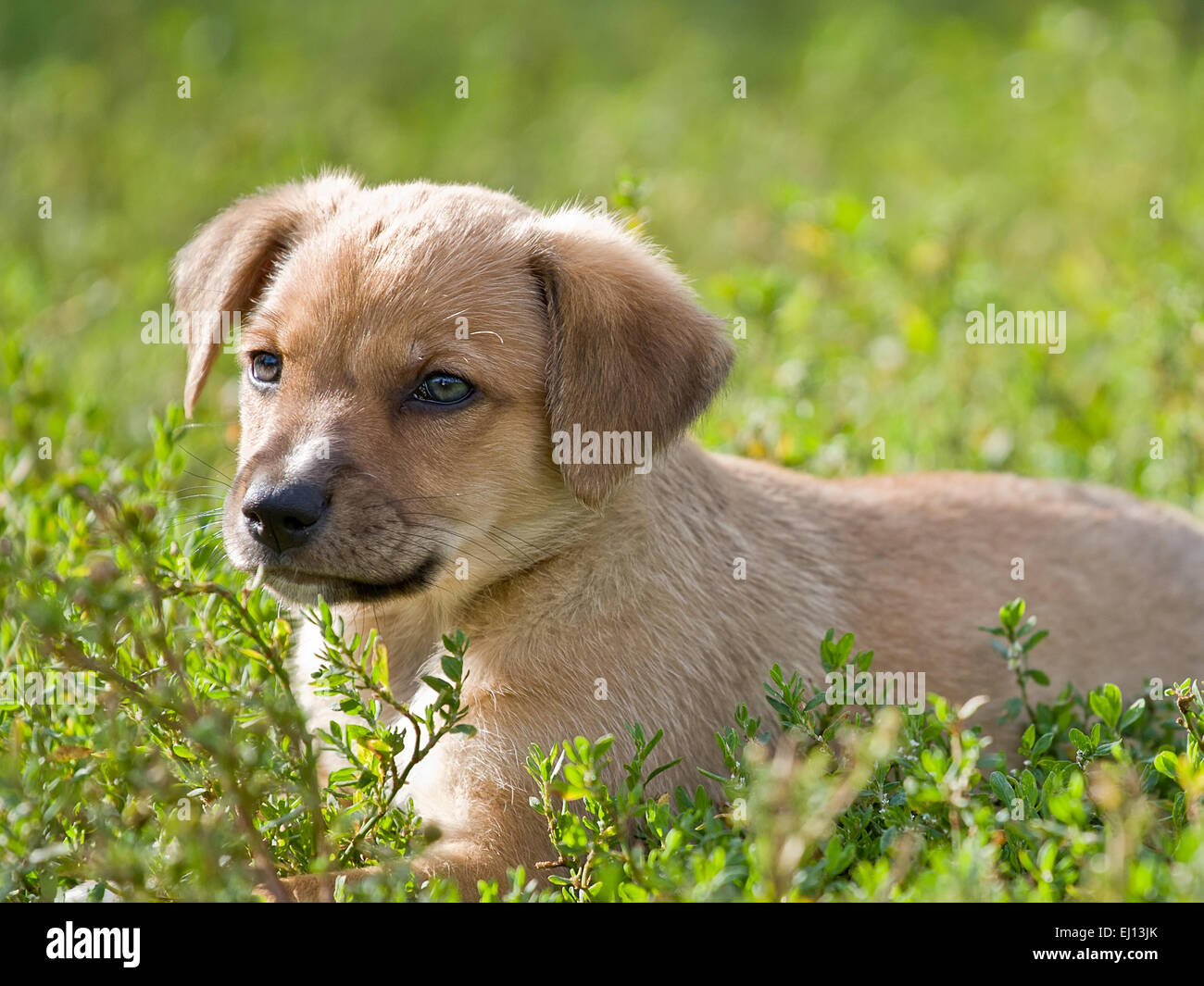 Cucciolo inesperto su erba verde Foto Stock