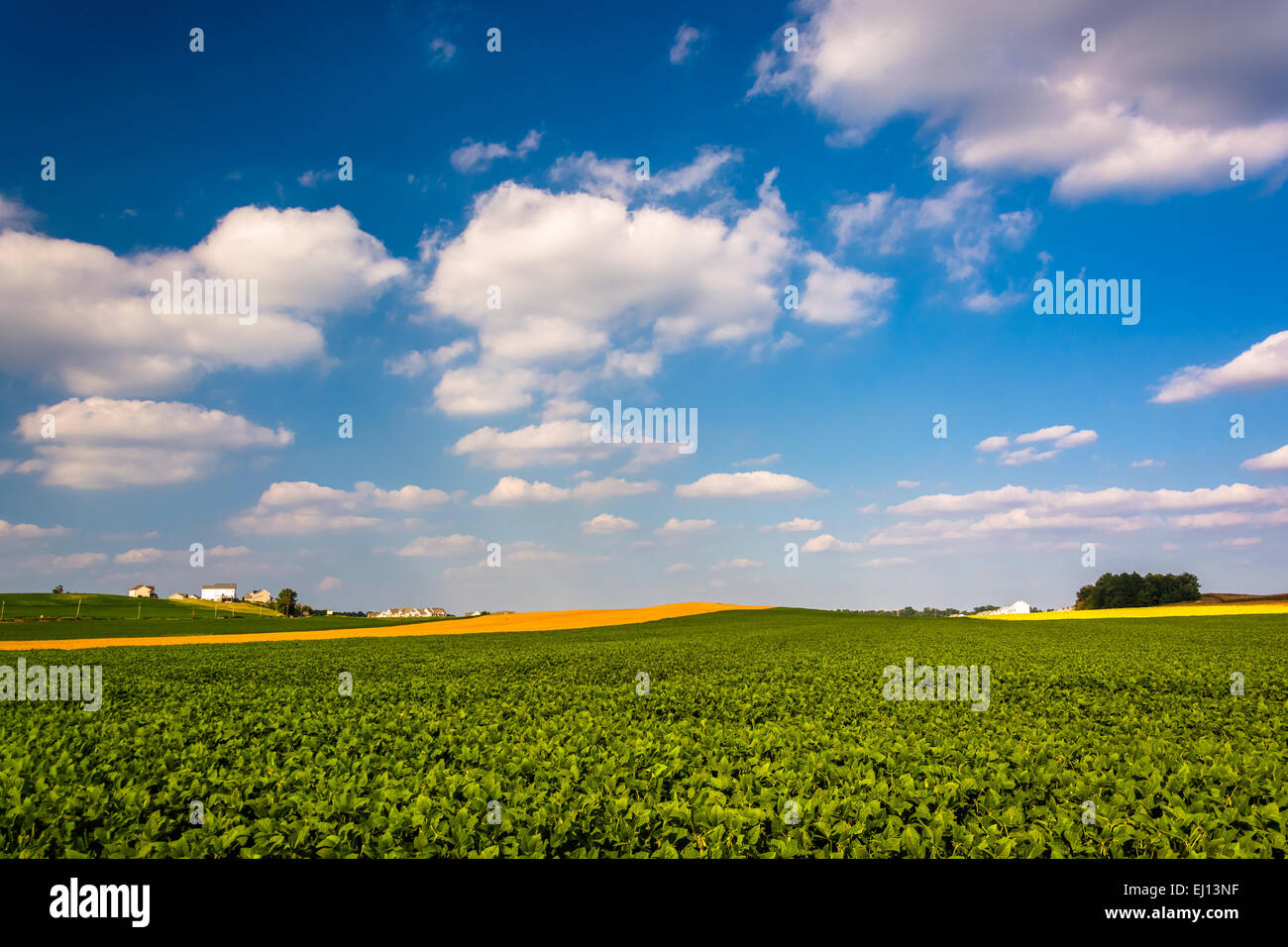 I campi agricoli nelle zone rurali a York County, Pennsylvania. Foto Stock