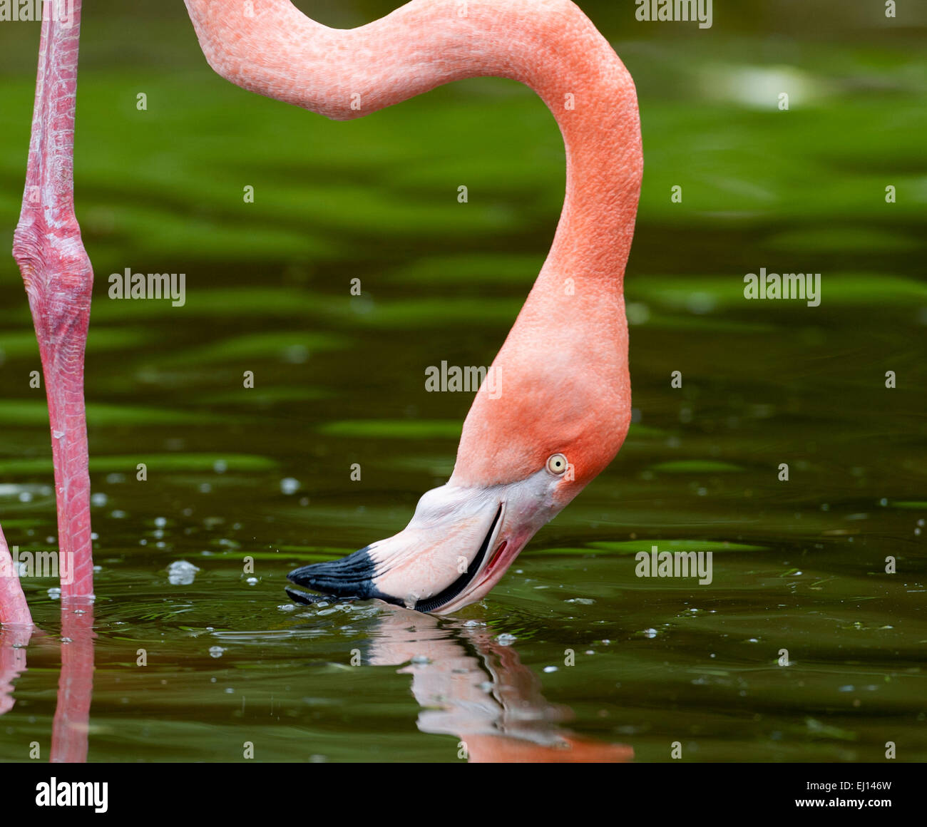Immagine mostra flamingo alimentazione del filtro. Lo Zoo di immagine in cattività. Foto Stock