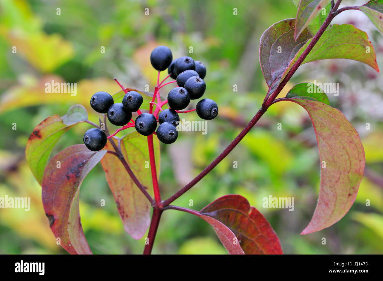 Sanguinella / Europea sanguinello (Cornus sanguinea) close up di foglie e bacche Foto Stock