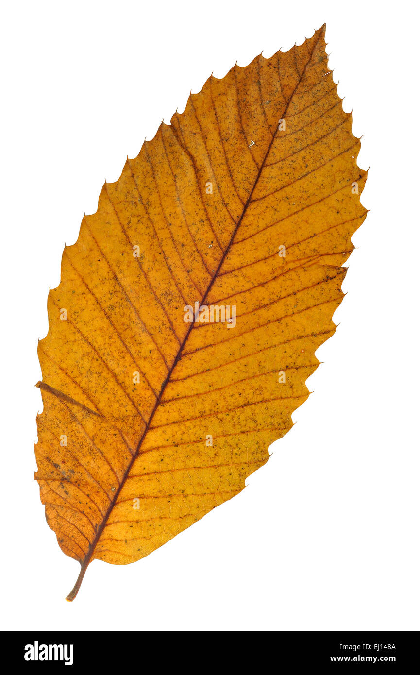 Sweet Chestnut / Spagnolo castagno (Castanea sativa) foglie in autunno colori contro uno sfondo bianco Foto Stock