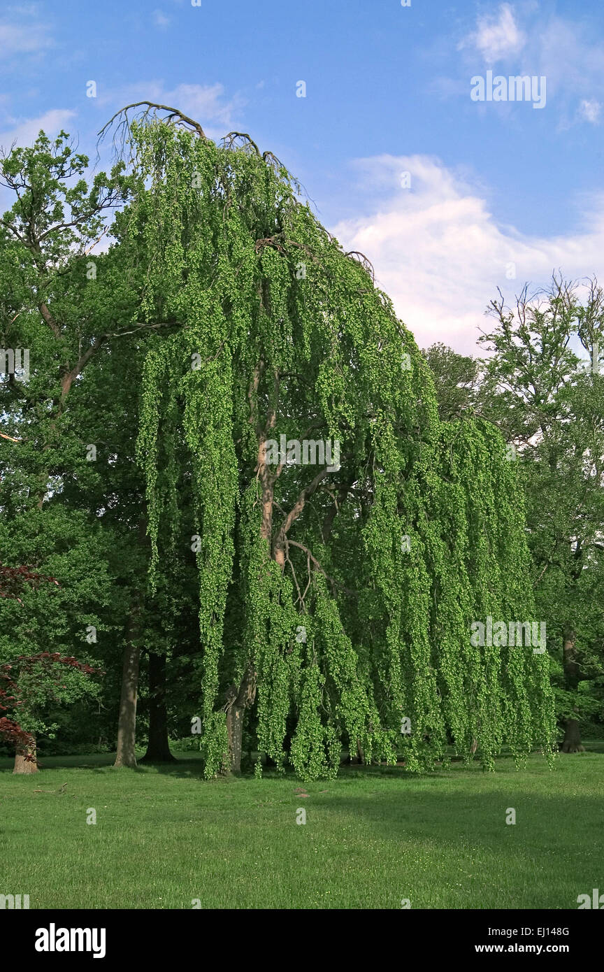 Piangendo faggio (Fagus sylvatica pendula) albero ornamentale nel parco, coltivate varietà di latifoglie faggio europeo Foto Stock