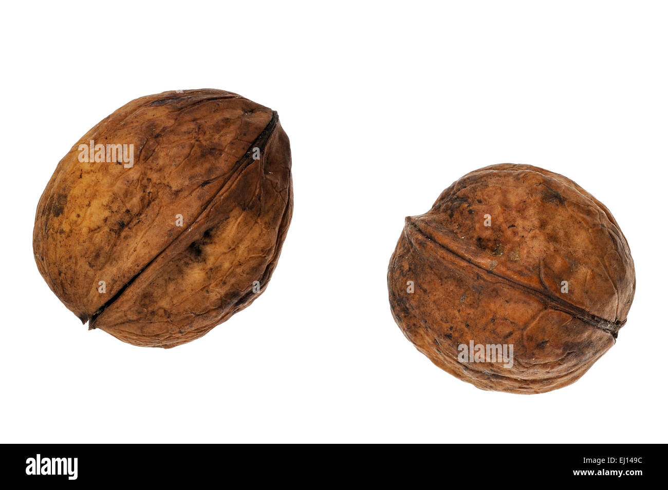 Due noci comuni / noce persiano (Juglans regia), nativo di Europa meridionale e Asia contro uno sfondo bianco Foto Stock