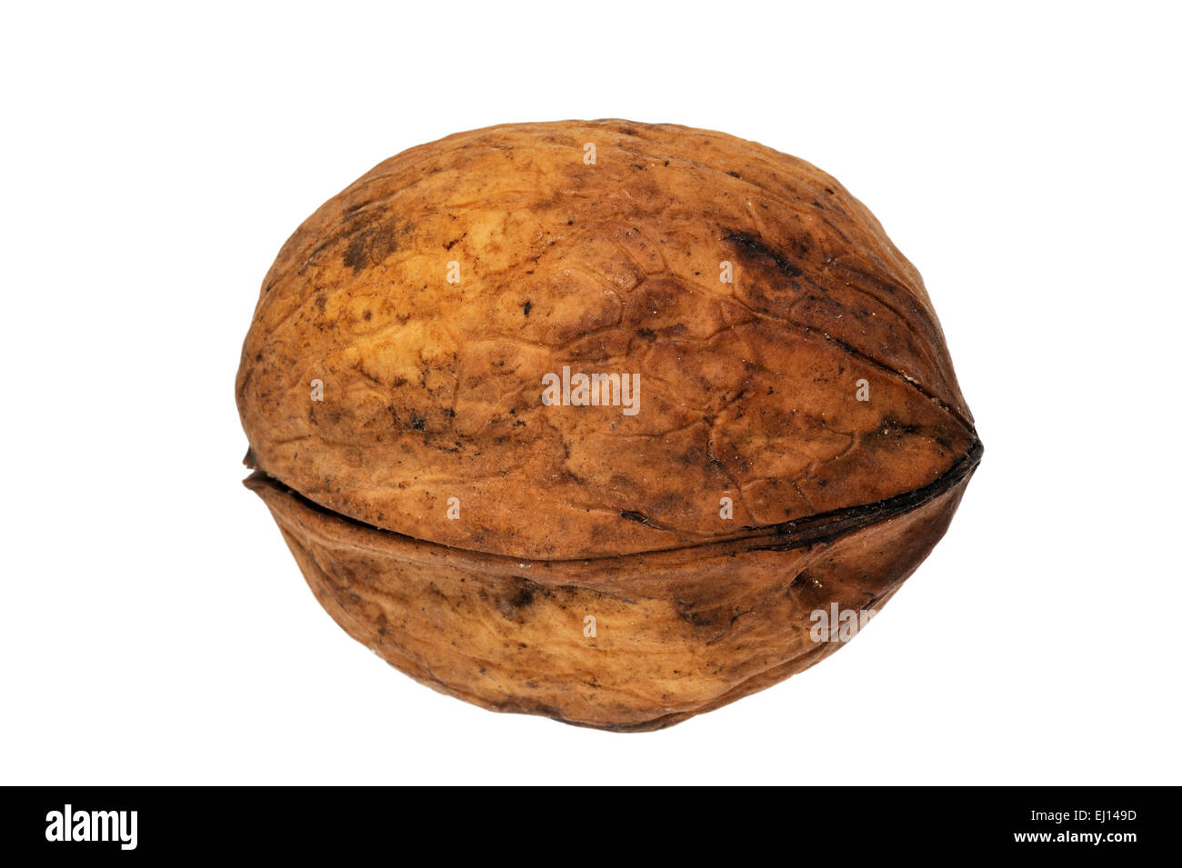 Noce comune / noce persiano (Juglans regia), nativo di Europa meridionale e Asia contro uno sfondo bianco Foto Stock
