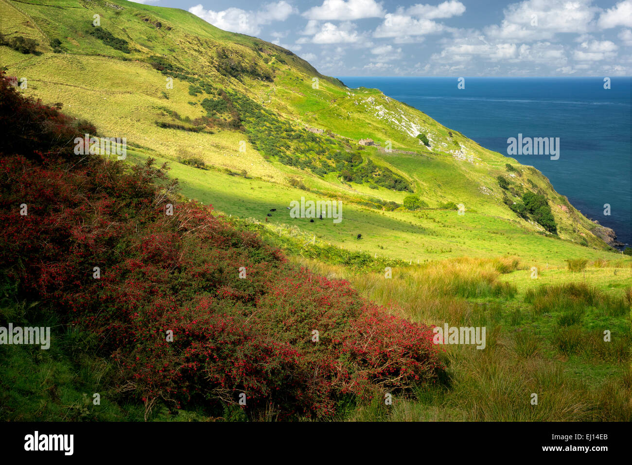 Fucsia crescente selvatici. Torr testa. L'Irlanda del Nord. Foto Stock