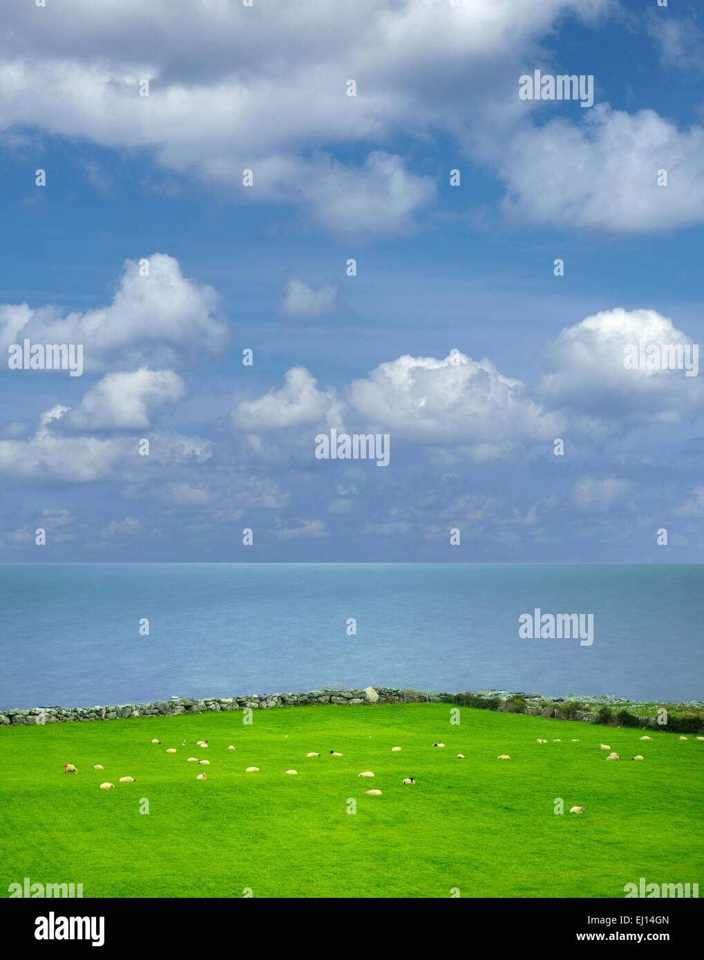 Pecore in pascolo con vista oceano. Galway Bay, Testa nera, Burren, Irlanda Foto Stock