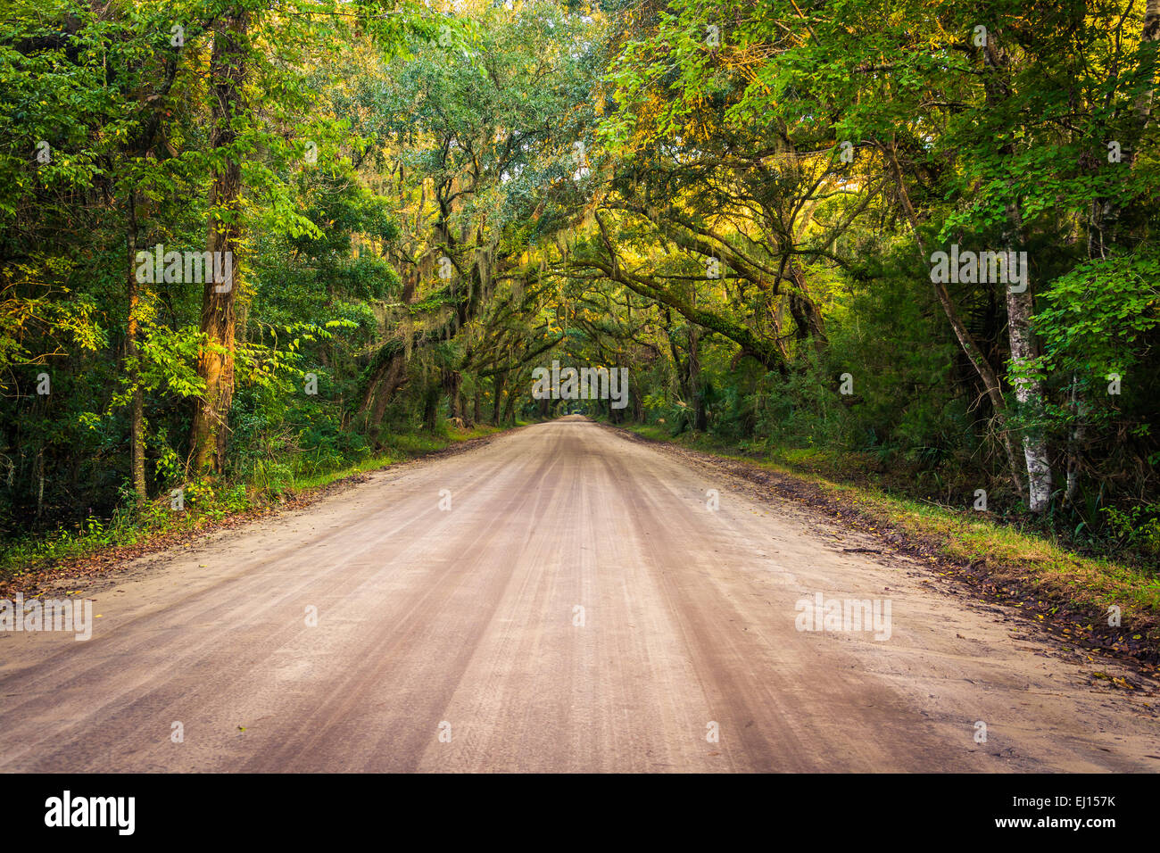 Alberi di quercia lungo la strada sterrata di Botany Bay Plantation su Edisto Island, nella Carolina del Sud. Foto Stock