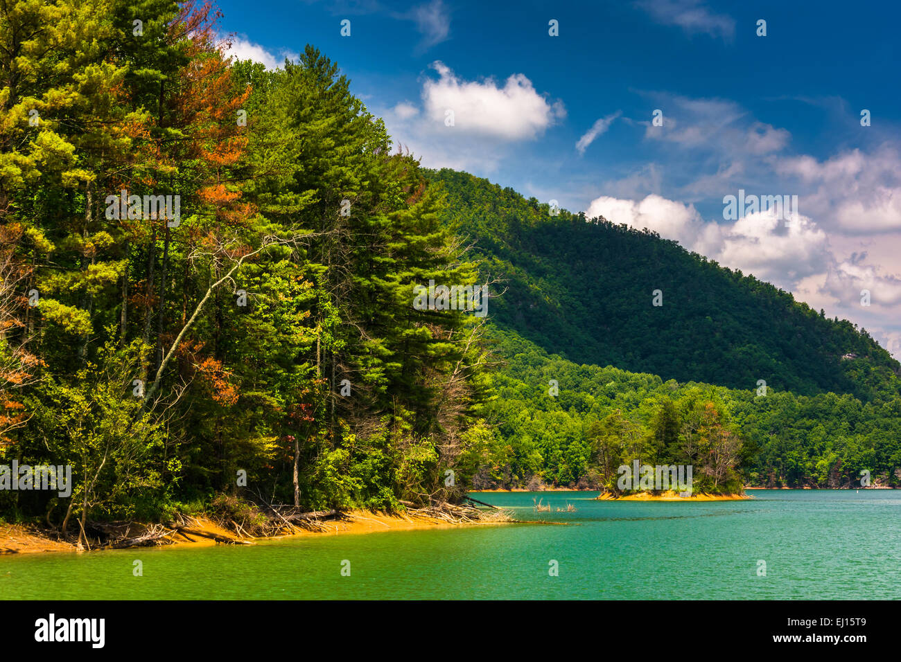 Alberi lungo la riva del lago Watauga, Cherokee National Forest, Tennessee. Foto Stock