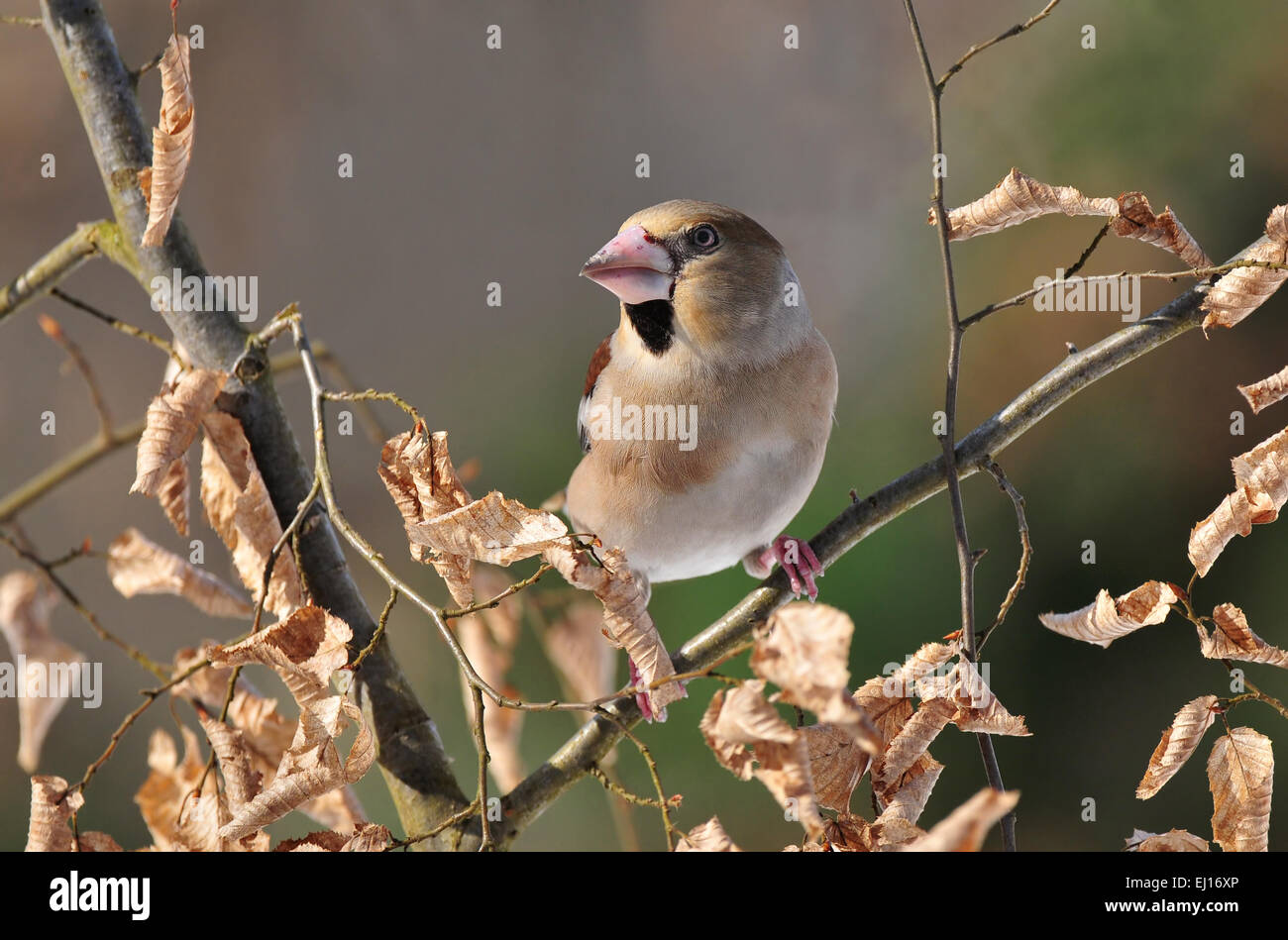 Coccothraustes coccothraustes Foto Stock