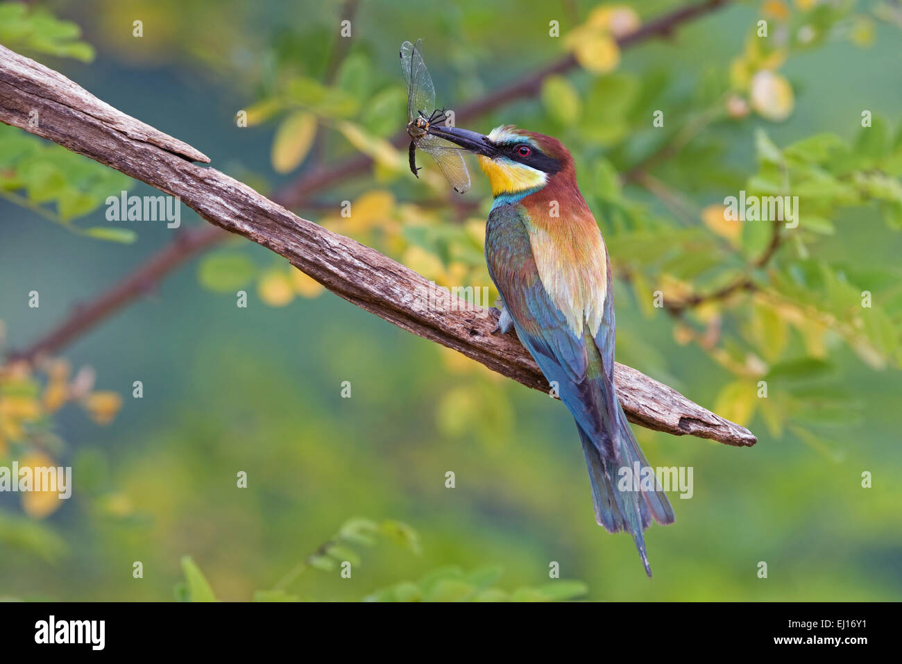 Bee eater con libellula Foto Stock