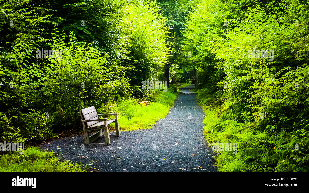 Panca sul sentiero Limberlost, nel Parco Nazionale di Shenandoah, Virginia. Foto Stock