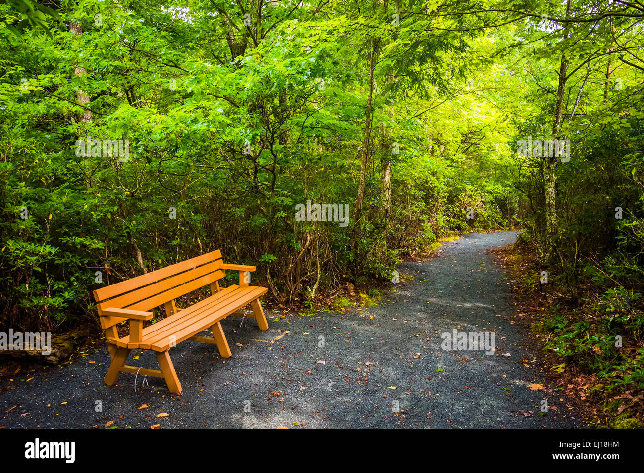 Panca sul sentiero Limberlost, nel Parco Nazionale di Shenandoah, Virginia. Foto Stock