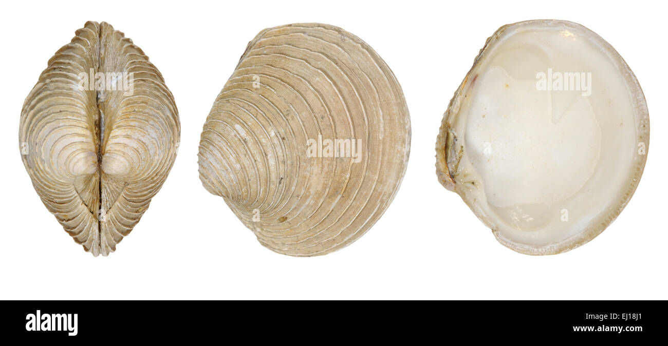 Presenta verrucosa Venus - Venus verrucosa Foto Stock