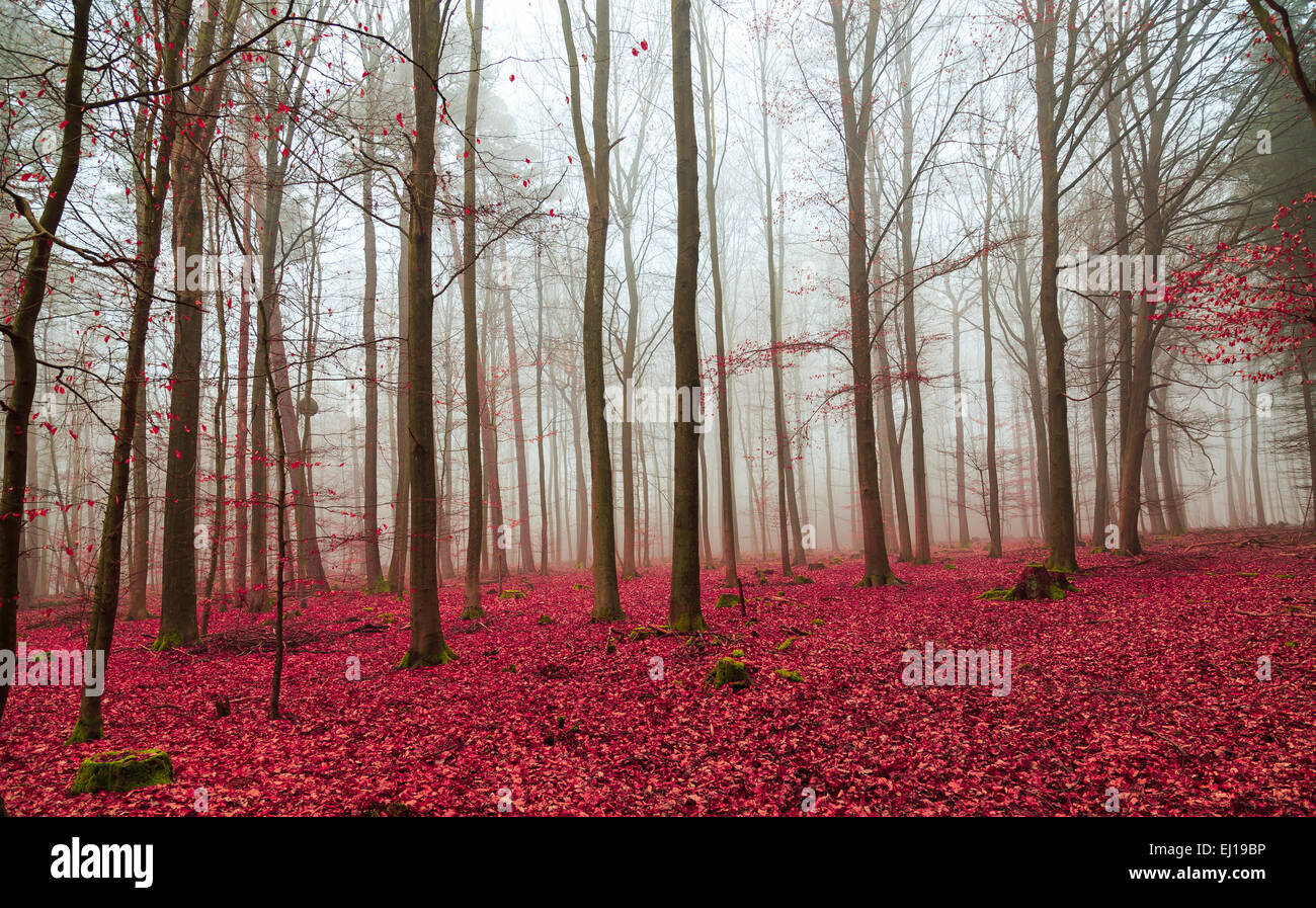 Foresta Magica in rosa e bianco. Foto Stock