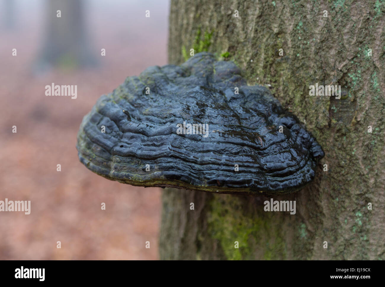 Fungo su un tronco di albero nella foresta. Foto Stock