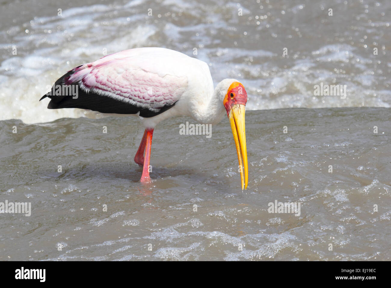 Un giallo-fatturati Stork, Mycteria ibis, pesca in un fiume africano in Tanzania. Questo grandi trampolieri è diffusa nelle regioni in modo Foto Stock
