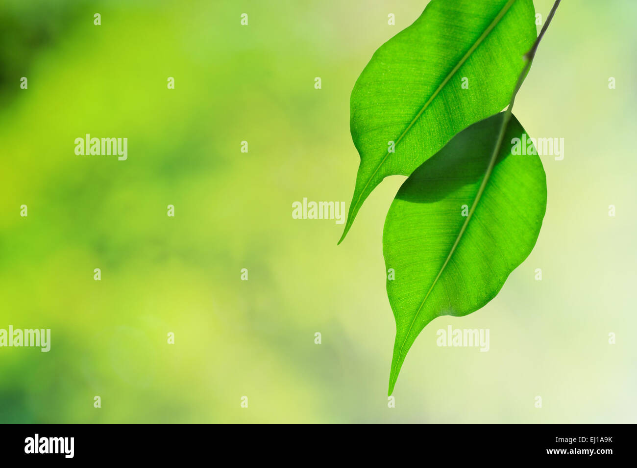 Ficus benjamina lascia closeup sfondo Foto Stock