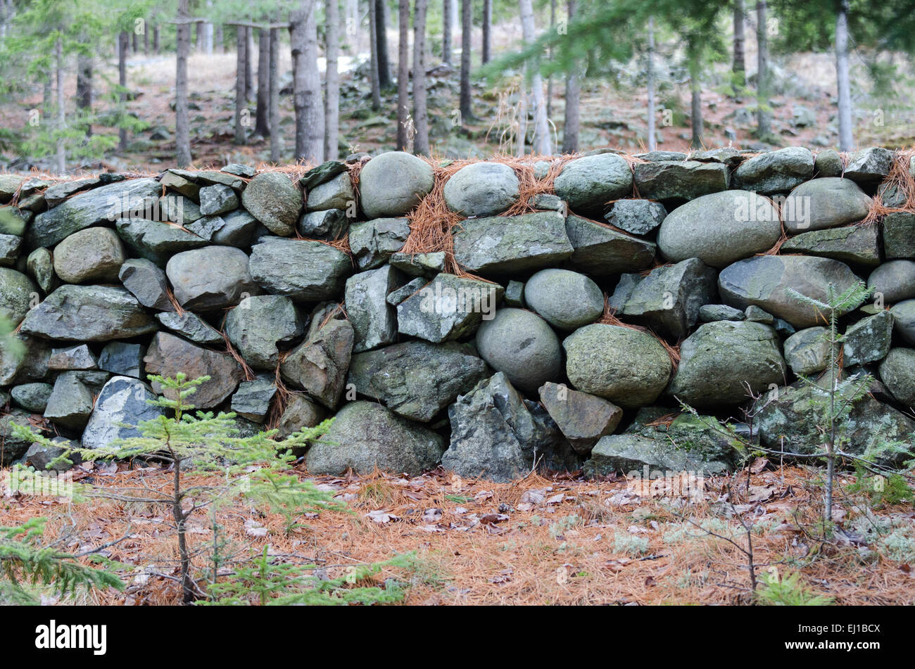 Questo insolito fieldstone vecchio muro in Bar Harbor, Maine utilizza le pietre arrotondate o 'ciottoli' trovato sulle spiagge locali. Foto Stock