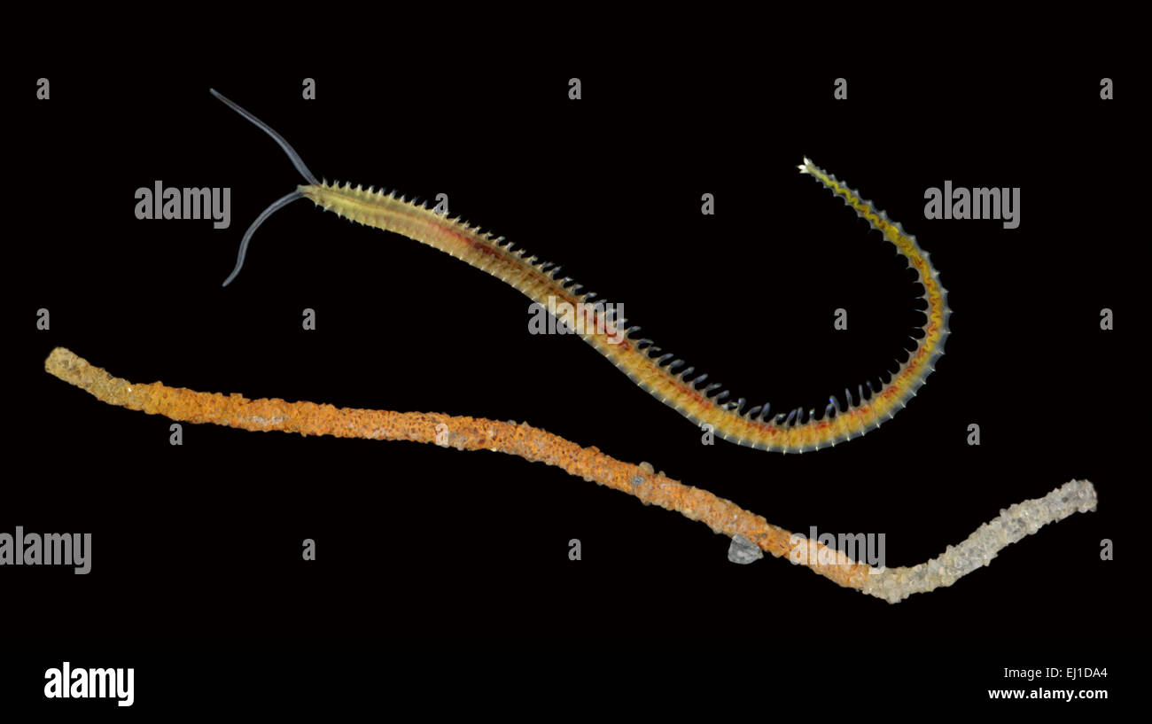 Pygospio elegans Foto Stock