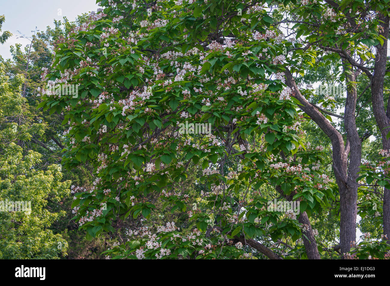 Northern catalpa (Catalpa speciosa) Foto Stock